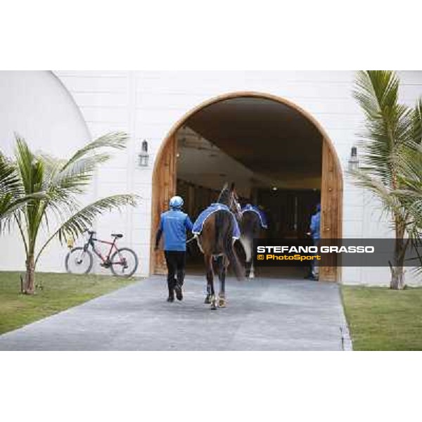 a morning at Al Shahania Stud Doha,23rd february 2015 ph.Stefano Grasso