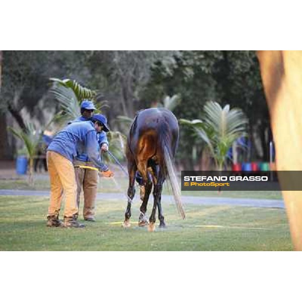a morning at Al Shahania Stud Doha,23rd february 2015 ph.Stefano Grasso