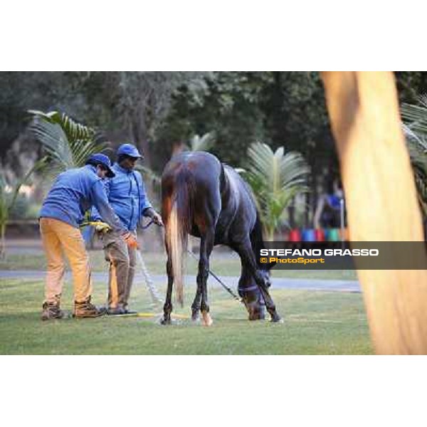 a morning at Al Shahania Stud Doha,23rd february 2015 ph.Stefano Grasso