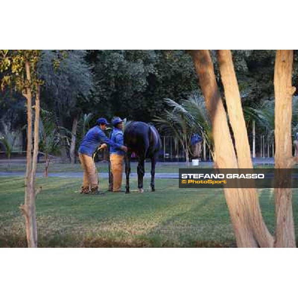 a morning at Al Shahania Stud Doha,23rd february 2015 ph.Stefano Grasso