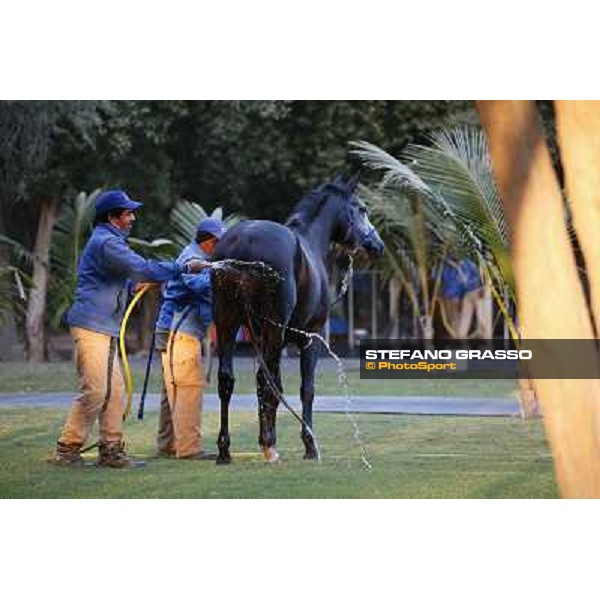 a morning at Al Shahania Stud Doha,23rd february 2015 ph.Stefano Grasso