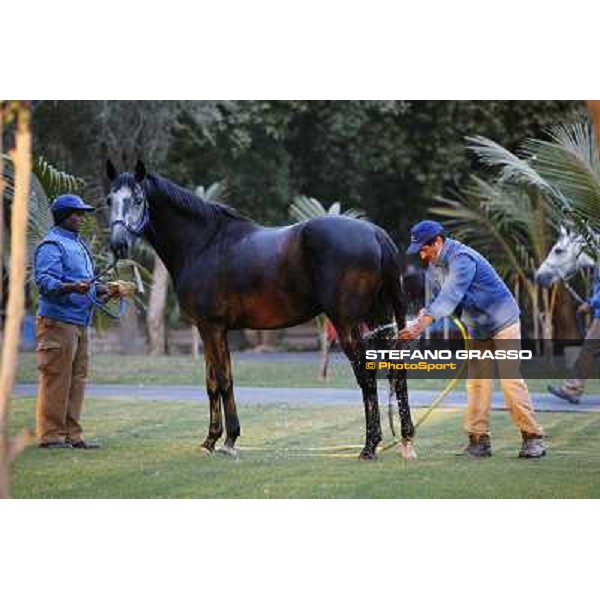 a morning at Al Shahania Stud Doha,23rd february 2015 ph.Stefano Grasso