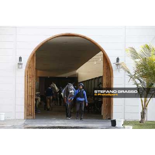 a morning at Al Shahania Stud Doha,23rd february 2015 ph.Stefano Grasso