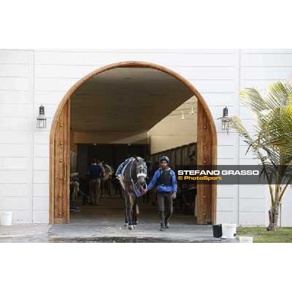 a morning at Al Shahania Stud Doha,23rd february 2015 ph.Stefano Grasso