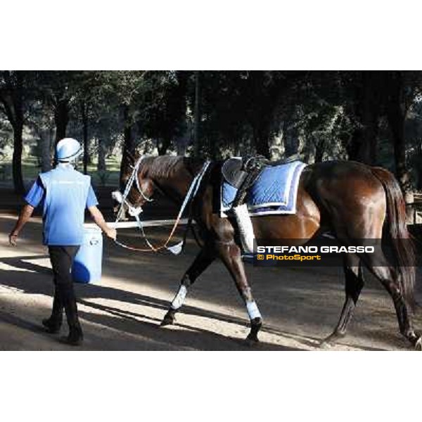 a morning at Al Shahania Stud Doha,23rd february 2015 ph.Stefano Grasso