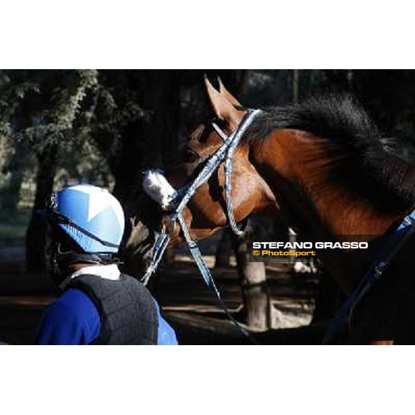 a morning at Al Shahania Stud Doha,23rd february 2015 ph.Stefano Grasso