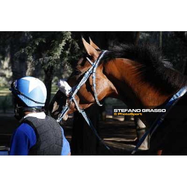 a morning at Al Shahania Stud Doha,23rd february 2015 ph.Stefano Grasso