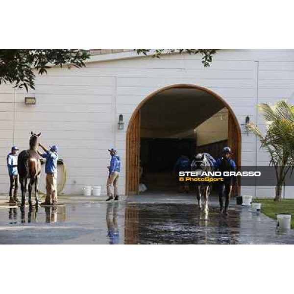 a morning at Al Shahania Stud Doha,23rd february 2015 ph.Stefano Grasso