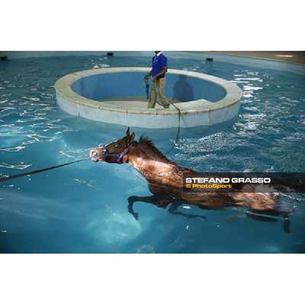 a morning at Al Shahania Stud Doha,23rd february 2015 ph.Stefano Grasso