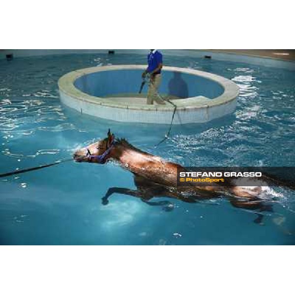 a morning at Al Shahania Stud Doha,23rd february 2015 ph.Stefano Grasso