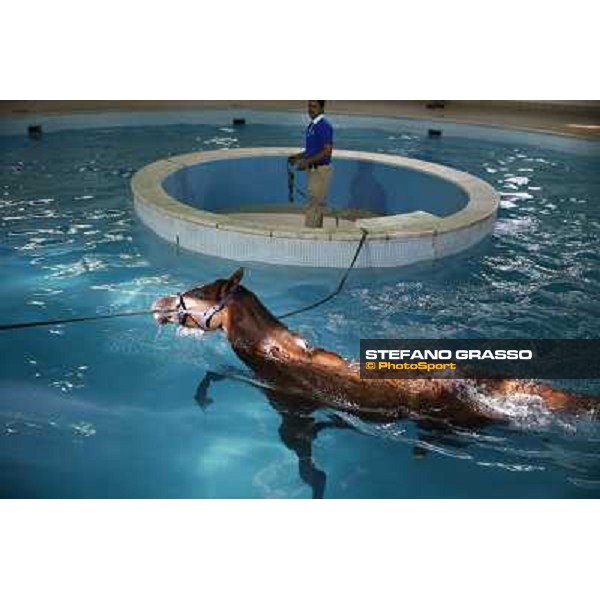 a morning at Al Shahania Stud Doha,23rd february 2015 ph.Stefano Grasso