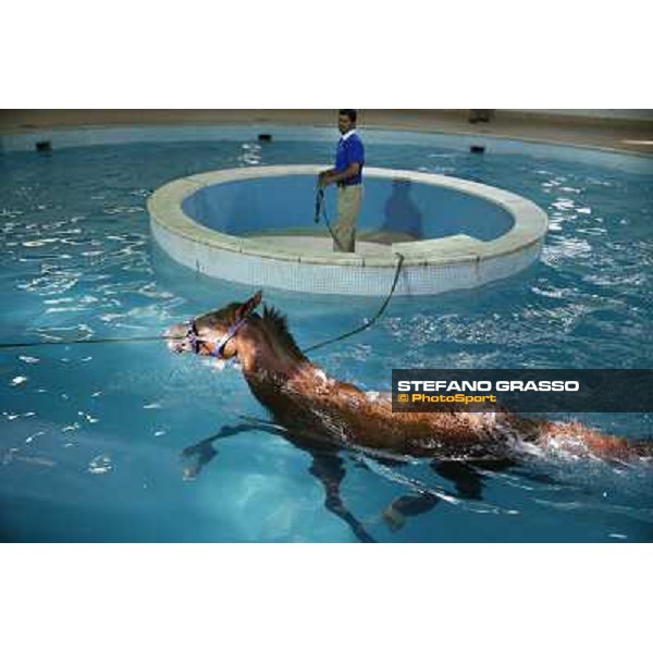a morning at Al Shahania Stud Doha,23rd february 2015 ph.Stefano Grasso