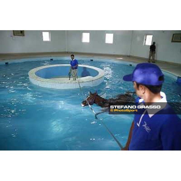 a morning at Al Shahania Stud Doha,23rd february 2015 ph.Stefano Grasso