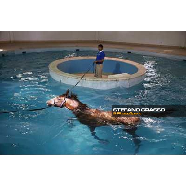 a morning at Al Shahania Stud Doha,23rd february 2015 ph.Stefano Grasso
