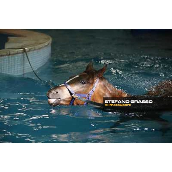 a morning at Al Shahania Stud Doha,23rd february 2015 ph.Stefano Grasso