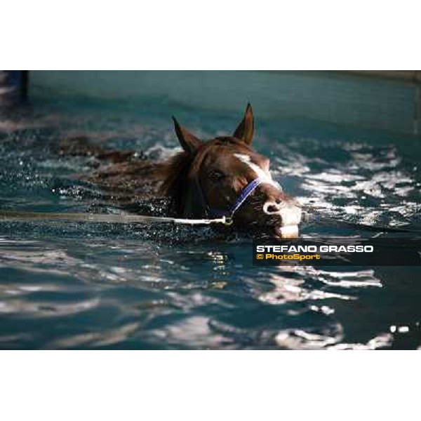 a morning at Al Shahania Stud Doha,23rd february 2015 ph.Stefano Grasso