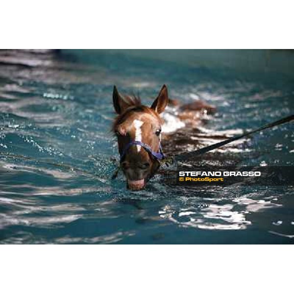a morning at Al Shahania Stud Doha,23rd february 2015 ph.Stefano Grasso