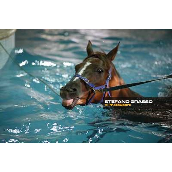 a morning at Al Shahania Stud Doha,23rd february 2015 ph.Stefano Grasso