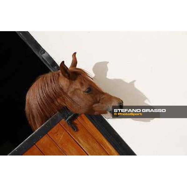 a morning at Al Shahania Stud Doha,23rd february 2015 ph.Stefano Grasso