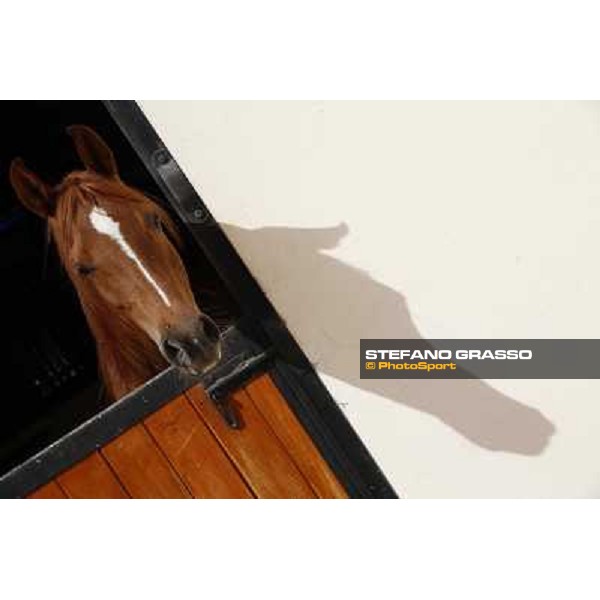 a morning at Al Shahania Stud Doha,23rd february 2015 ph.Stefano Grasso