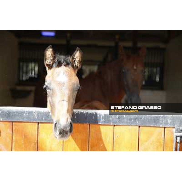 a morning at Al Shahania Stud Doha,23rd february 2015 ph.Stefano Grasso