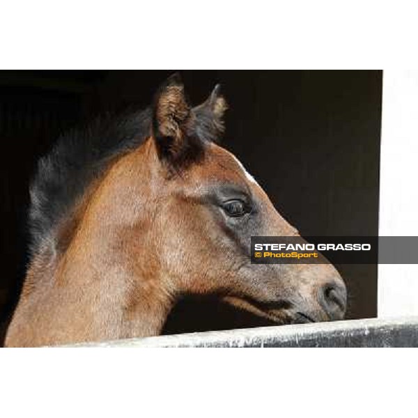 a morning at Al Shahania Stud Doha,23rd february 2015 ph.Stefano Grasso