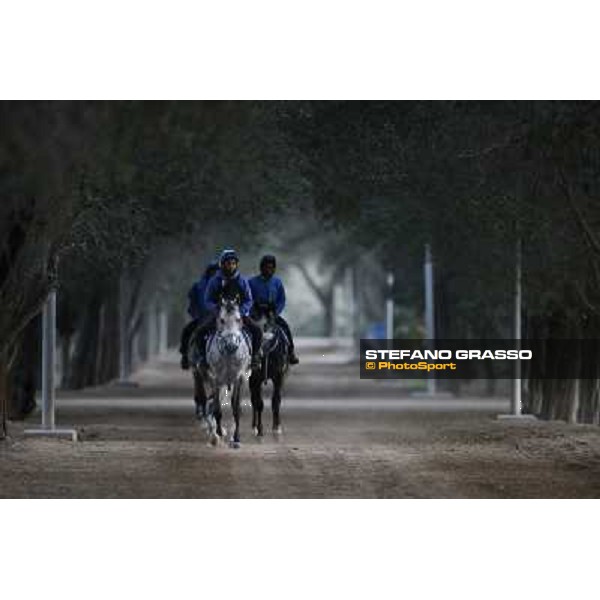 a morning at Al Shahania Stud Doha,23rd february 2015 ph.Stefano Grasso