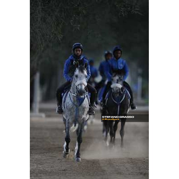 a morning at Al Shahania Stud Doha,23rd february 2015 ph.Stefano Grasso