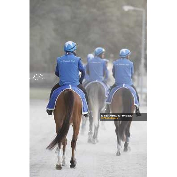 a morning at Al Shahania Stud Doha,23rd february 2015 ph.Stefano Grasso
