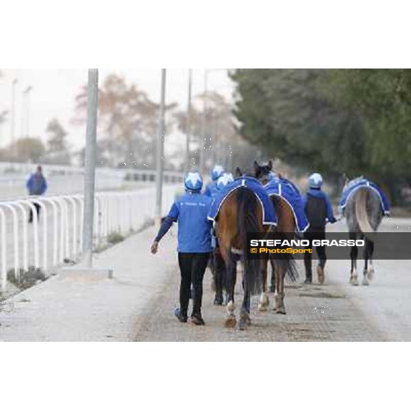 a morning at Al Shahania Stud Doha,23rd february 2015 ph.Stefano Grasso
