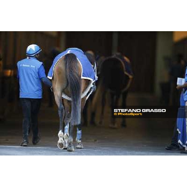 a morning at Al Shahania Stud Doha,23rd february 2015 ph.Stefano Grasso