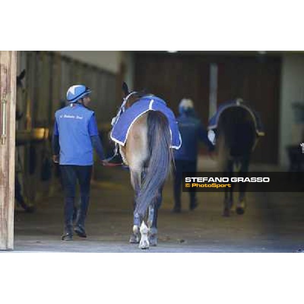 a morning at Al Shahania Stud Doha,23rd february 2015 ph.Stefano Grasso
