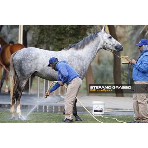 a morning at Al Shahania Stud Doha,23rd february 2015 ph.Stefano Grasso
