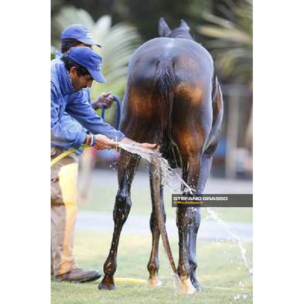 a morning at Al Shahania Stud Doha,23rd february 2015 ph.Stefano Grasso