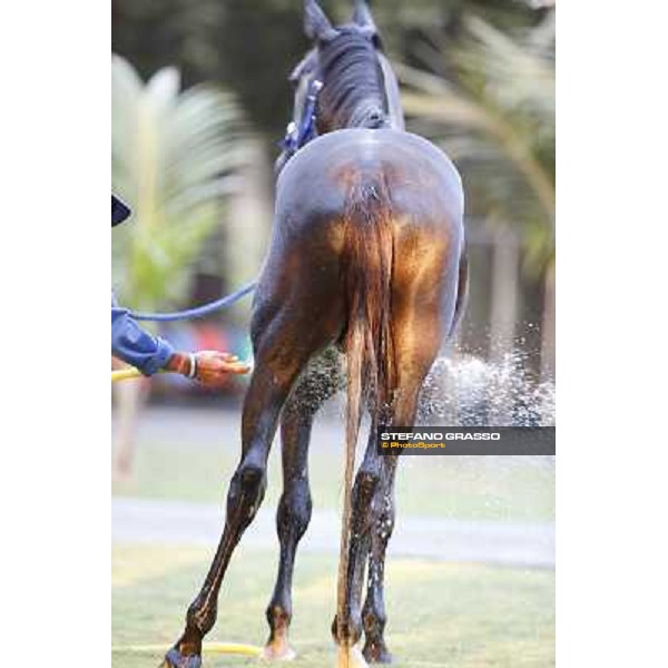 a morning at Al Shahania Stud Doha,23rd february 2015 ph.Stefano Grasso