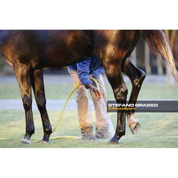 a morning at Al Shahania Stud Doha,23rd february 2015 ph.Stefano Grasso