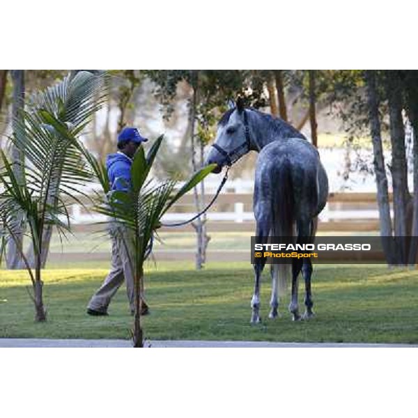 a morning at Al Shahania Stud Doha,23rd february 2015 ph.Stefano Grasso