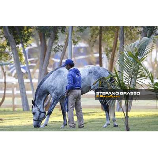 a morning at Al Shahania Stud Doha,23rd february 2015 ph.Stefano Grasso
