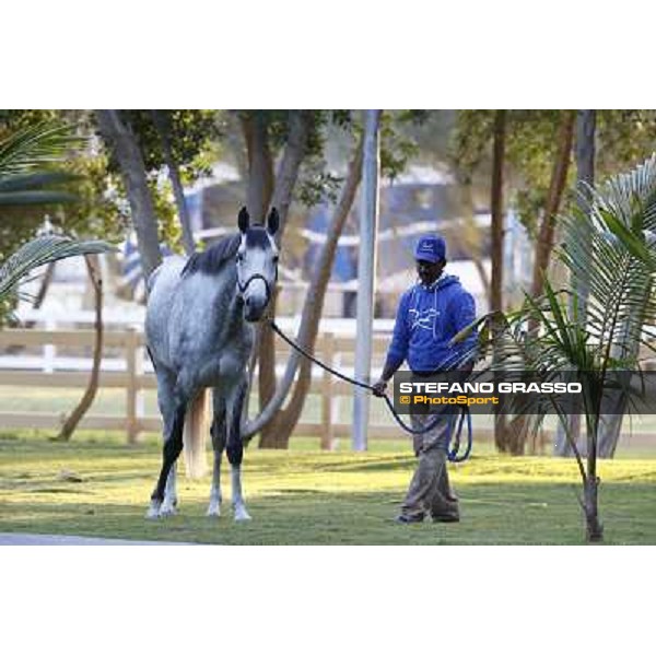 a morning at Al Shahania Stud Doha,23rd february 2015 ph.Stefano Grasso