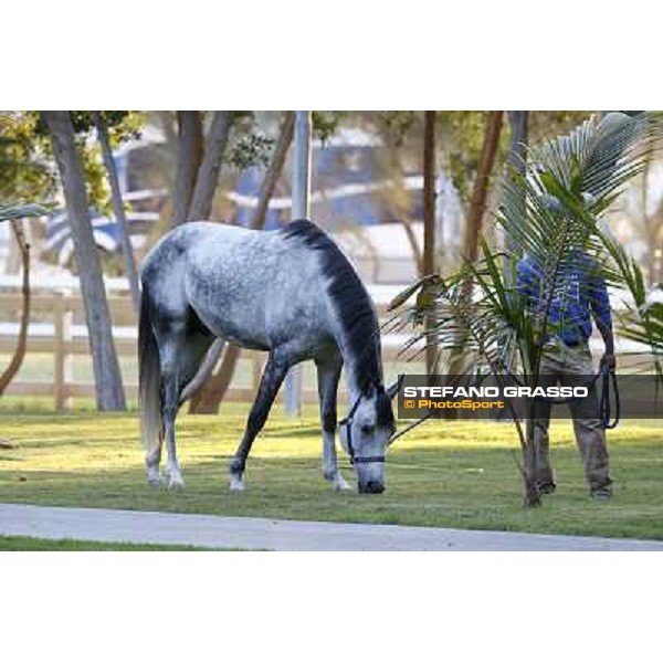 a morning at Al Shahania Stud Doha,23rd february 2015 ph.Stefano Grasso