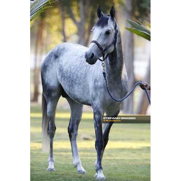a morning at Al Shahania Stud Doha,23rd february 2015 ph.Stefano Grasso