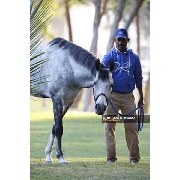 a morning at Al Shahania Stud Doha,23rd february 2015 ph.Stefano Grasso