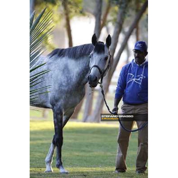 a morning at Al Shahania Stud Doha,23rd february 2015 ph.Stefano Grasso