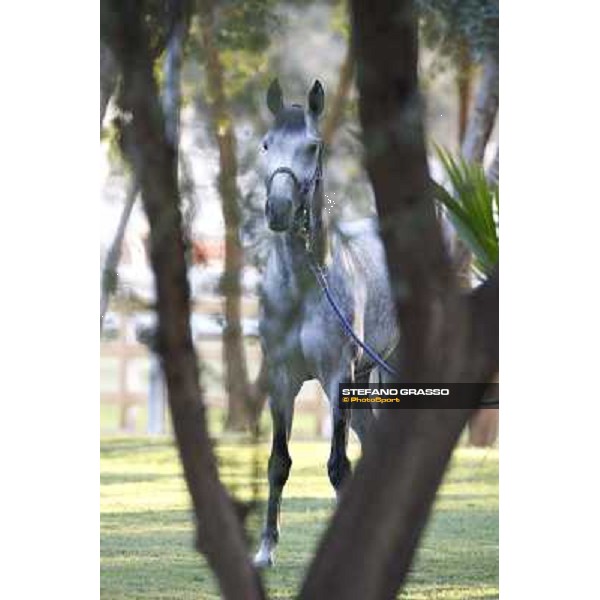 a morning at Al Shahania Stud Doha,23rd february 2015 ph.Stefano Grasso