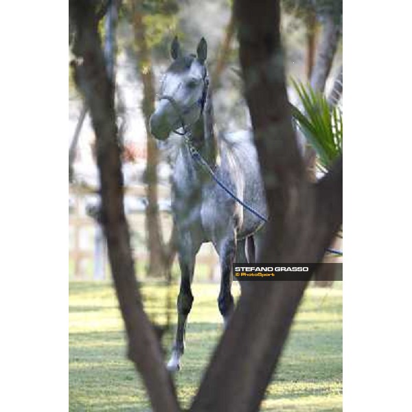 a morning at Al Shahania Stud Doha,23rd february 2015 ph.Stefano Grasso