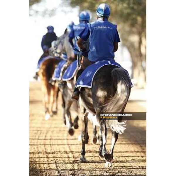 a morning at Al Shahania Stud Doha,23rd february 2015 ph.Stefano Grasso