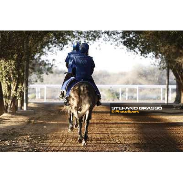 a morning at Al Shahania Stud Doha,23rd february 2015 ph.Stefano Grasso