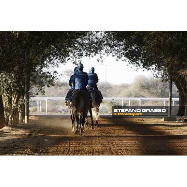 a morning at Al Shahania Stud Doha,23rd february 2015 ph.Stefano Grasso
