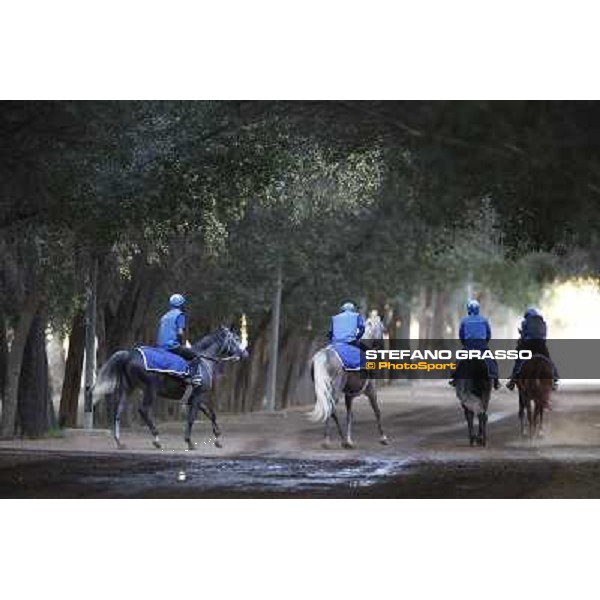 a morning at Al Shahania Stud Doha,23rd february 2015 ph.Stefano Grasso
