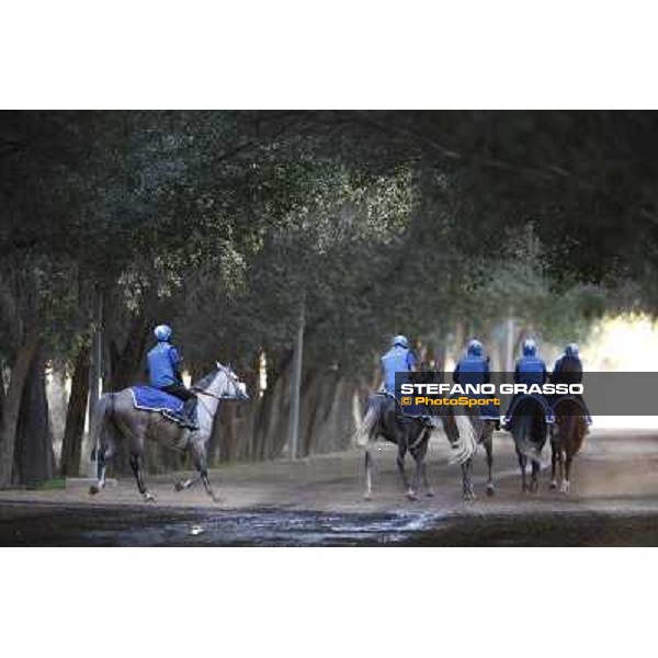 a morning at Al Shahania Stud Doha,23rd february 2015 ph.Stefano Grasso